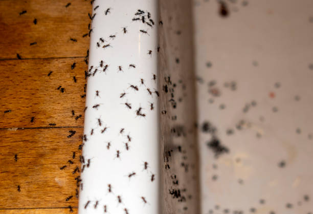 Best Exterminator Services  in Wentworth, NC