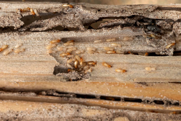 Best Spider Control Near Me  in Wentworth, NC